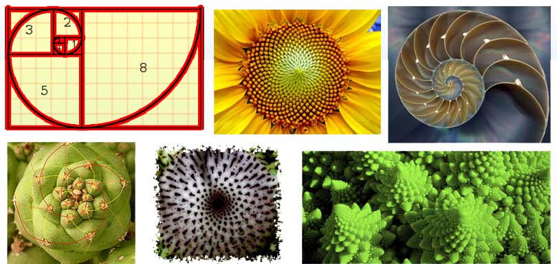 Fibonacci bei Pflanzen