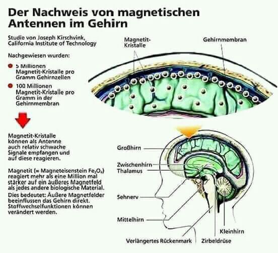 Magnetit im Gehirn