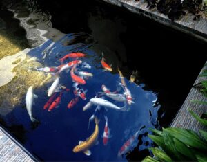 Fische für AquaPonik im GeoDom