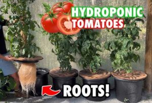 HydroPonik Tomaten im GeoDom