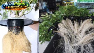 AeroPonik Wurzelbildung