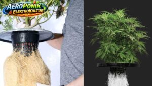 Aeroponik Medizin