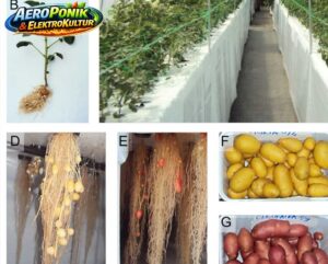 Kartoffeln mit AeroPonik